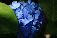紫陽花