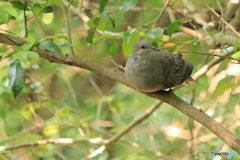 鳩ちゃん