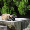 お昼寝