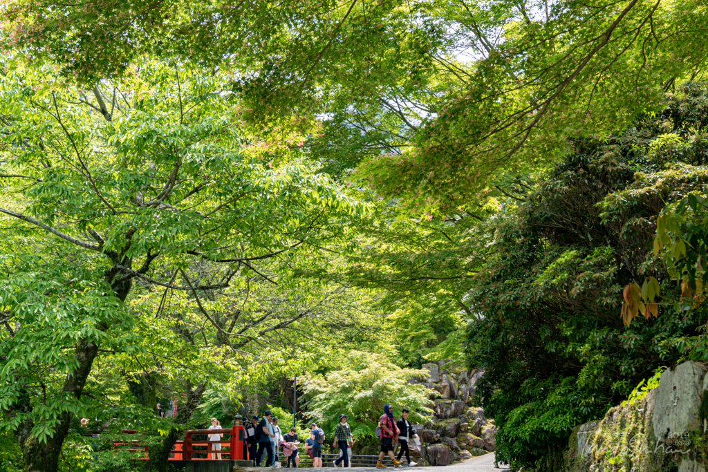 青もみじ　宮島