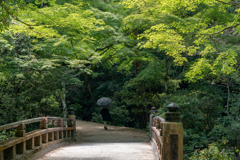 青もみじ　宮島