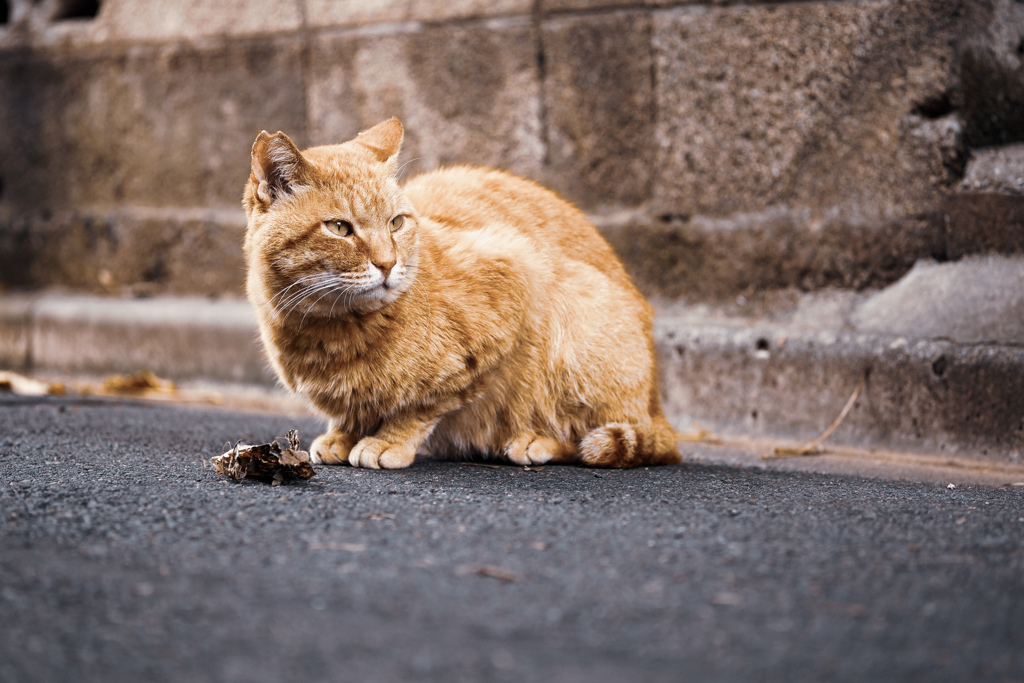 路地の猫