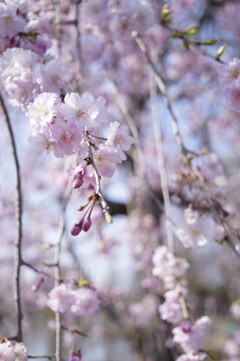 上尾丸山公園の桜