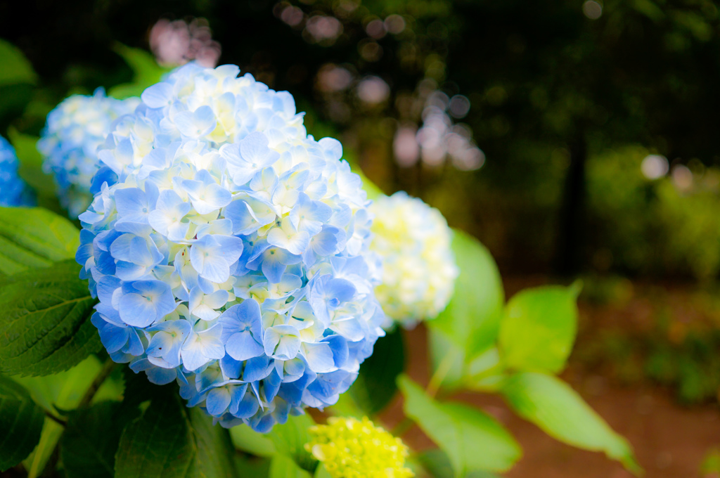 紫陽花