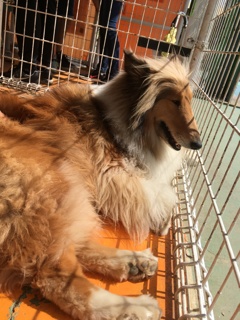 暑さに弱い犬