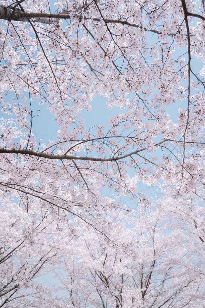 桜越しの春。