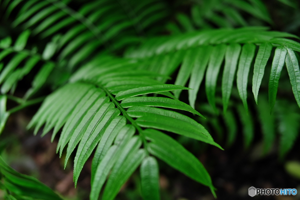 近所の植物園‐シダ