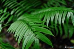 近所の植物園‐シダ