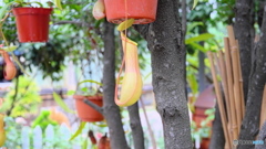 かわいくても食虫植物