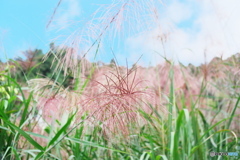 薄紅色のすすきなのね