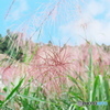 薄紅色のすすきなのね