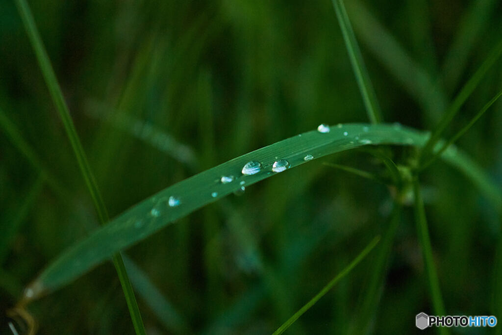 雨後の趣2