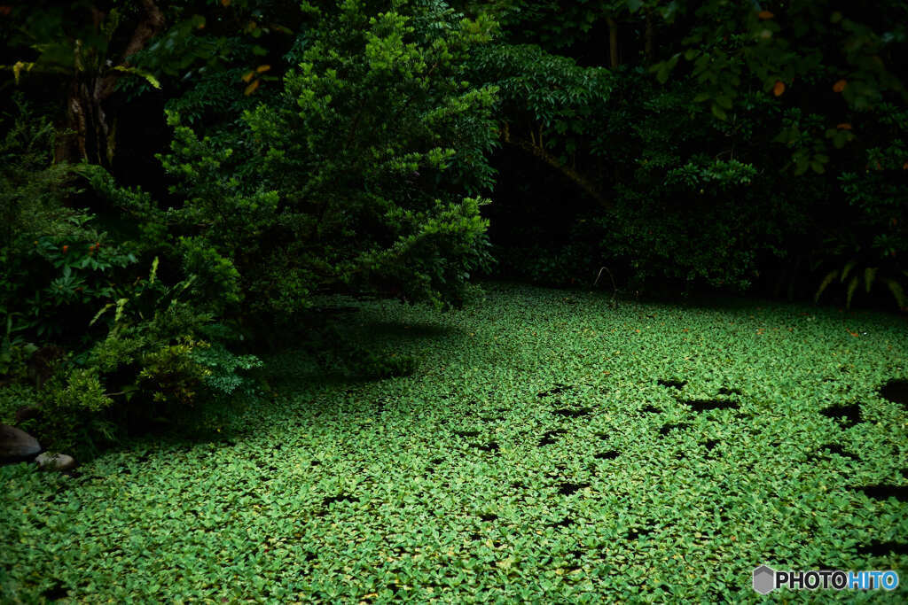 台北植物園(苗圃)の池02