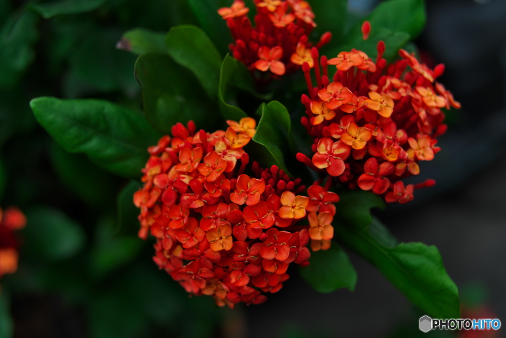 路傍の花たち01