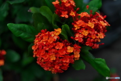 路傍の花たち01