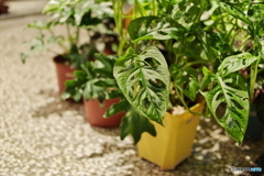 大稻埕黄昏散歩01