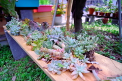 多肉植物
