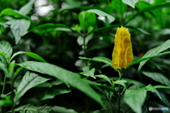 近所の植物園‐おそらくエビ草
