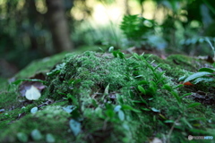 苔ーそれは小宇宙