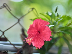 夏の朝03