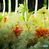 花とアーチ