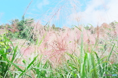 薄紅色のすすきなのね