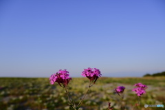 名も知らぬが01