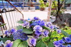 紫陽花1