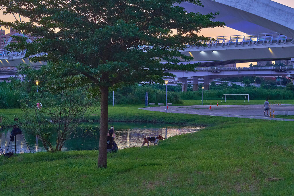 夕暮と池と犬と美女