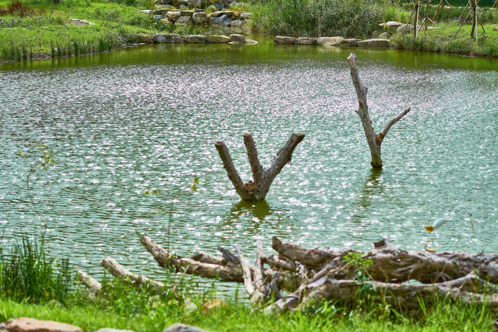 湿地公園の池01