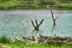 湿地公園の池01