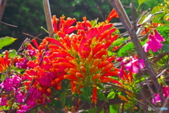 陽明山の花ー炮仗花02