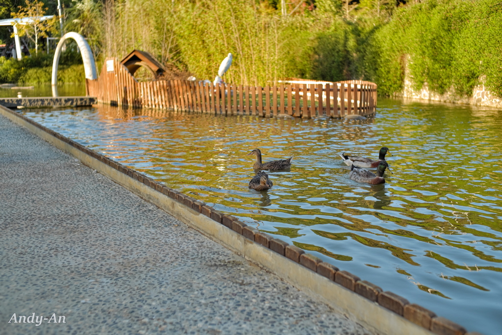 夕暮れ時の公園散歩(桃園版)