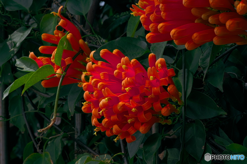 陽明山の花ー炮仗花01