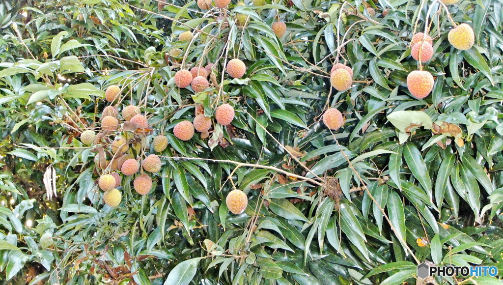 阿里山の風景‐ライチ