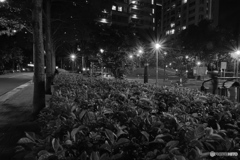 夜の公園