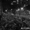 夜の公園