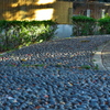 公園散歩