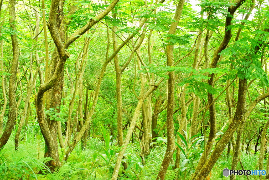 爽やかな緑の林
