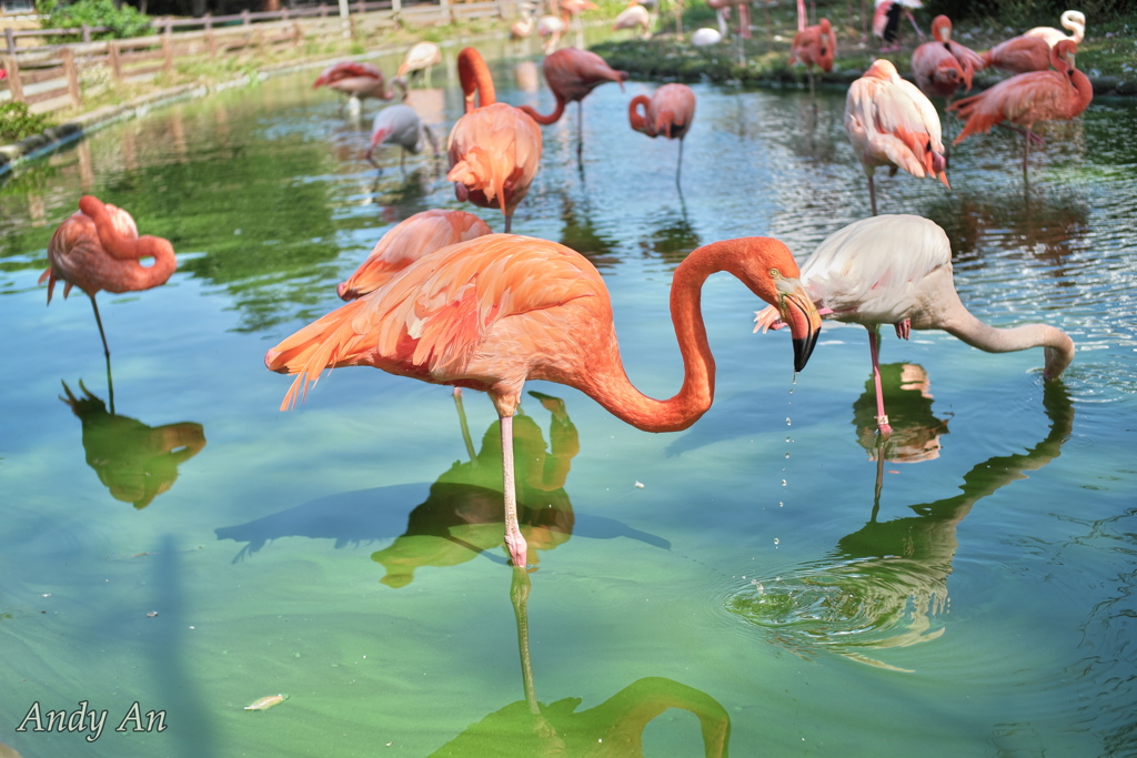 海の中道海浜公園 フラミンゴ～～