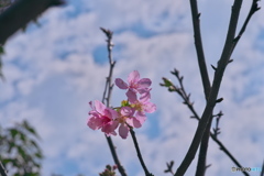 陽明山の花ー桜01
