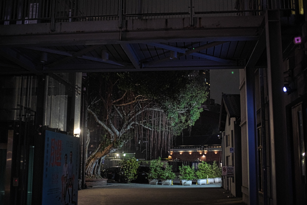 樺山町の工場跡‐しだれる木