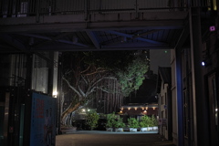 樺山町の工場跡‐しだれる木