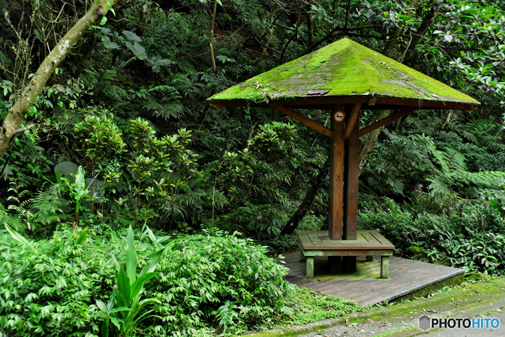 近所の植物園‐苔むすあずまや