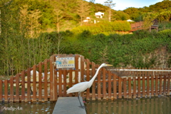 夕暮れ時の公園散歩(桃園版)