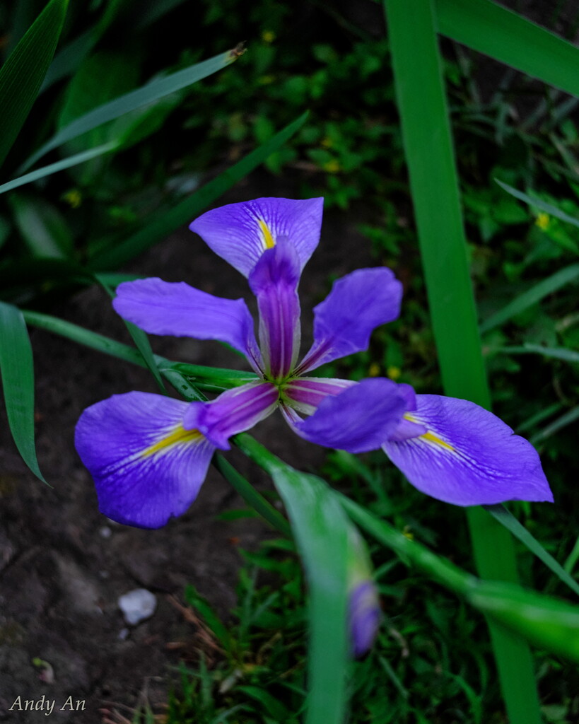 春休みに植物園で植物を撮影02