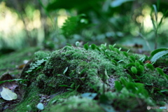 苔ーそれは小宇宙