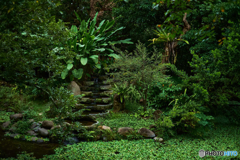 台北植物園(苗圃)の池03