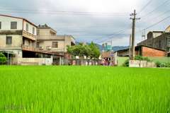 水田の向こうの人たち
