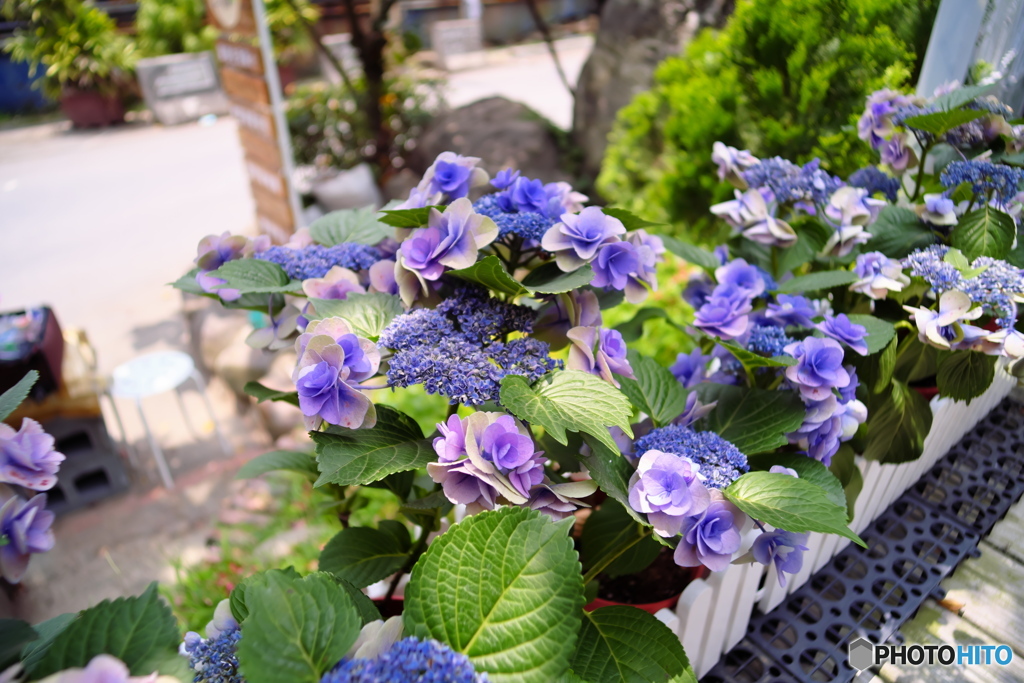 紫陽花2